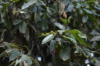 Castanopsis cerebrina